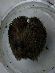 Tripylaster philippii