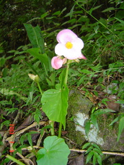 Begonia chitoensis