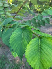 Ulmus
