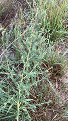 Bassia scoparia