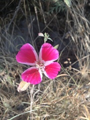 Clarkia