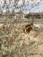 Chlosyne californica