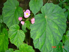 Begonia chitoensis