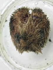 Tripylaster philippii