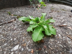 Pseudoturritis turrita