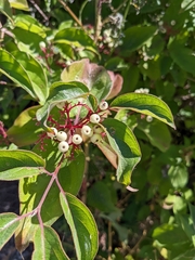 Cornus drummondii