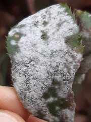 Erysiphe berberidis