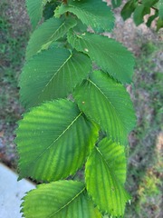 Ulmus