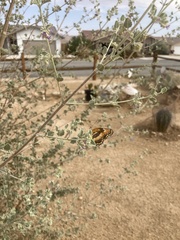 Chlosyne californica