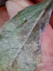 Erysiphe berberidis