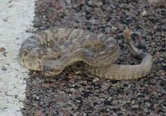 Crotalus ornatus