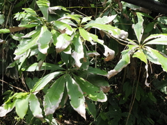 Machilus