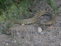 Crotalus ornatus