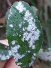 Erysiphe berberidis