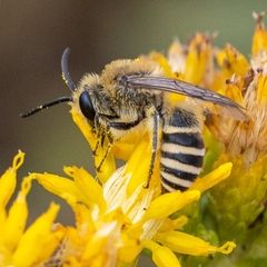 Colletes