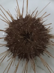 Echinozoa