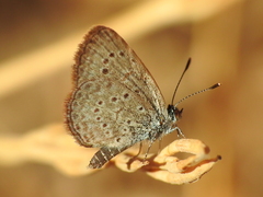 Zizeeria knysna