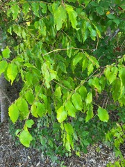 Zanthoxylum