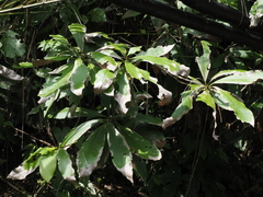Machilus