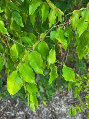 Zanthoxylum