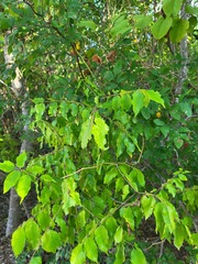 Zanthoxylum