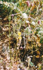 Lavandula pedunculata