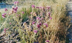 Galactites tomentosus