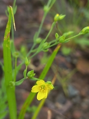 Linum mysorense
