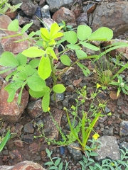 Linum mysorense