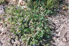 Glandora prostrata