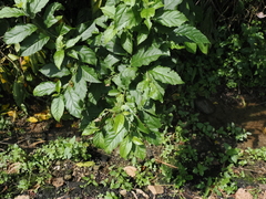 Maesa perlaria formosana