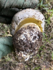 Caloboletus radicans