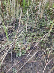 Marchantia polymorpha polymorpha