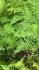 Amauropelta noveboracensis