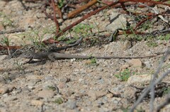 Aspidoscelis marmoratus