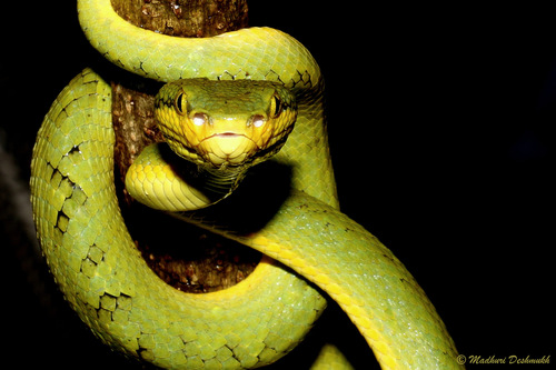 Photo of a Common Bamboo Viper (Craspedocephalus gramineus)
