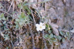 Arenaria montana
