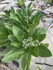 Heliotropium arboreum