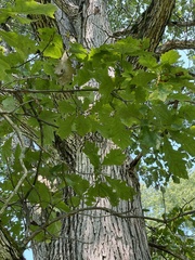 Quercus