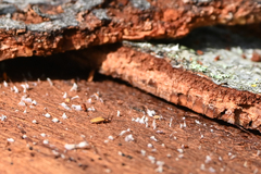 Uleiota planata