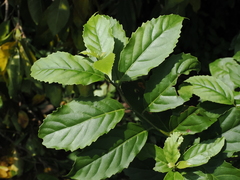 Maesa perlaria formosana