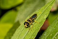 Ectemnius maculosus