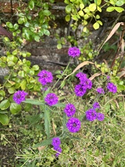 Verbena rigida
