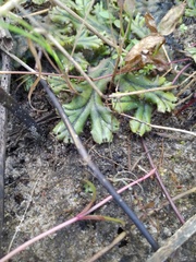 Marchantia polymorpha polymorpha