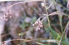 Luzula forsteri