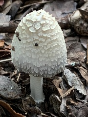 Coprinopsis variegata