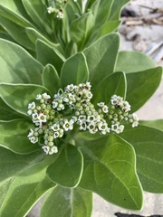 Heliotropium arboreum