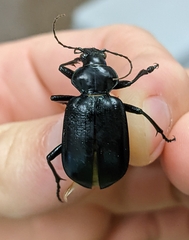 Calosoma marginale