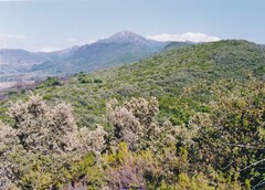 Erica arborea