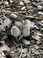 Coprinopsis variegata